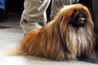 Pekingese Dog