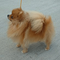 Pomeranian Dog