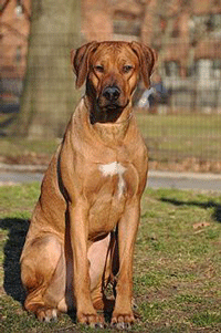 Rhodesian Ridgeback Dog