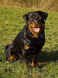 Rottweiler Dog