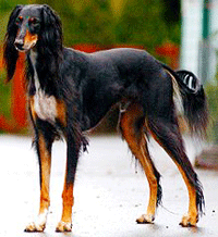 Saluki Dog