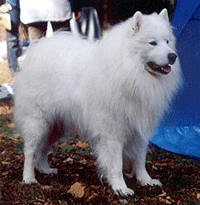 Samoyed Dog