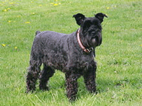 Schnauzer Dog