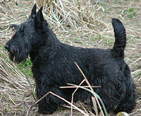 Scottish Terrier Dog