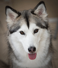 Siberian Husky Dog