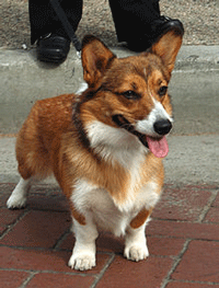 Corgi-Welsh Dog