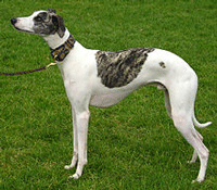 Whippet Dog