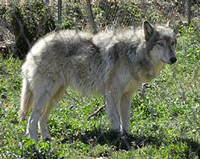 Wolf Hybrid