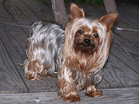 Yorkshire Terrier Dog