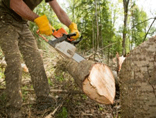 Tree pruning service in Las Cruces