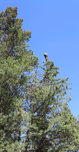 Tree Trimming in Las Cruces