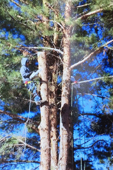 Professional tree care service in Las Cruces