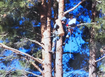 Tree service in Las Cruces