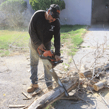 Tree Removal in Las Cruces