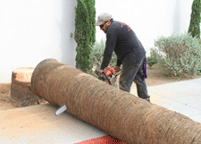 Palm Tree Removal in Las Cruces