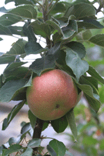 Fruit trees for sale in Las Cruces, NM