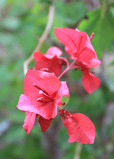 Bougainvilla plants for sale in Las Cruces