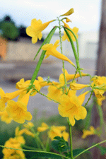 Flowering shrubs for sale in Las Cruces at Natura Greenhouse