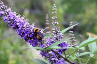 Flowering shrubs for sale in Las Cruces, NM