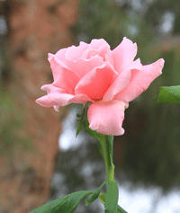 Roses for sale in Las Cruces, NM