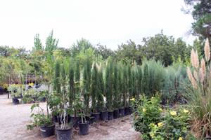 Las Cruces Garden Center - Natura Greenhouse and Nursery