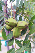 Pecan trees for sale in Las Cruces, NM - Burkett, Western Schley, Wichita Pecans