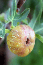 Fig trees for sale at Garden Center in Las Cruces