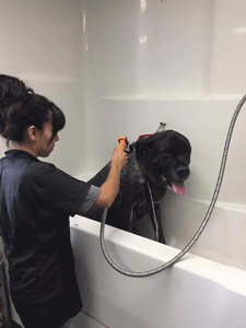 Bathing a dog in Las Cruces, NM