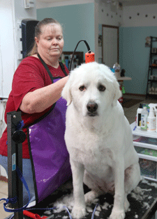 Grooming a large dog in Las Cruces