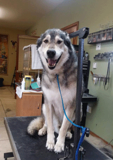 Long haired dog getting groomed at Precision Groomers in Las Cruces