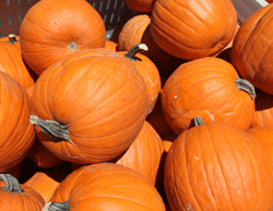 Fall fest at Holloman October 25, 2026