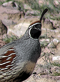 Hunting in Las Cruces