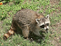 Raccoon