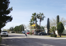 Trees at Sunny Acres RV Park in Las Cruces