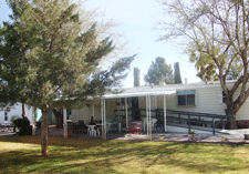 Large trees at Sunny Acres RV Park in Las Cruces