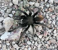 Tarantula spider