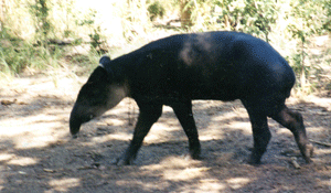 Zoo animal in Belize