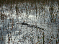 Everglades, Florida