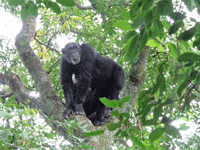 Gombe Stream National Park, Tanzania