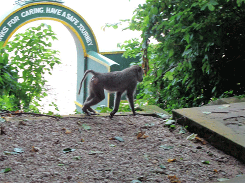 Baboon in Gombe, Tanzania