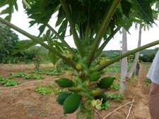 Garden in Tanzania